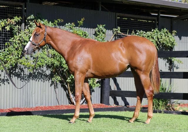 Avatar-HorsesAvailable