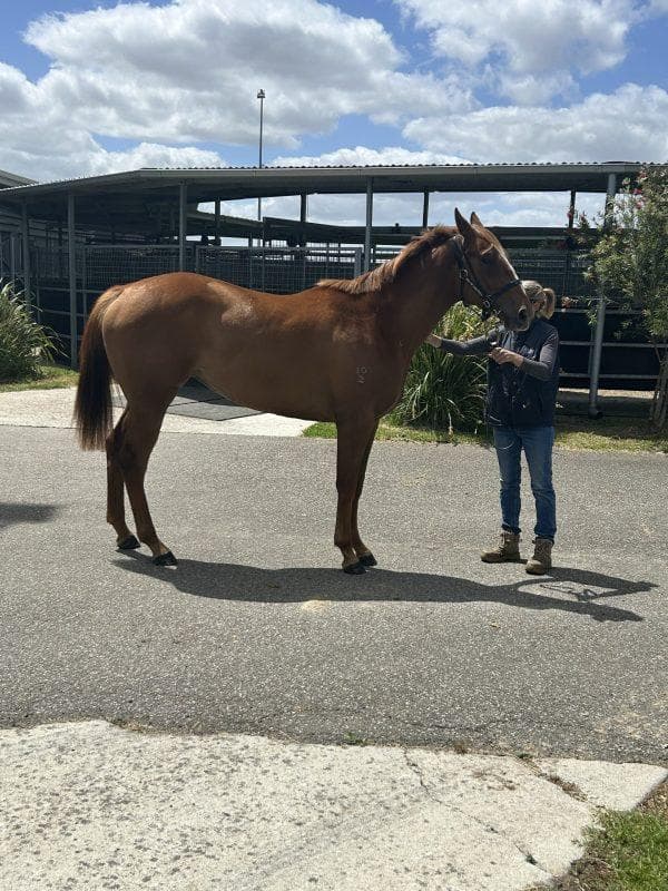 Avatar-HorsesAvailable