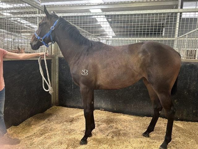 Avatar-HorsesAvailable