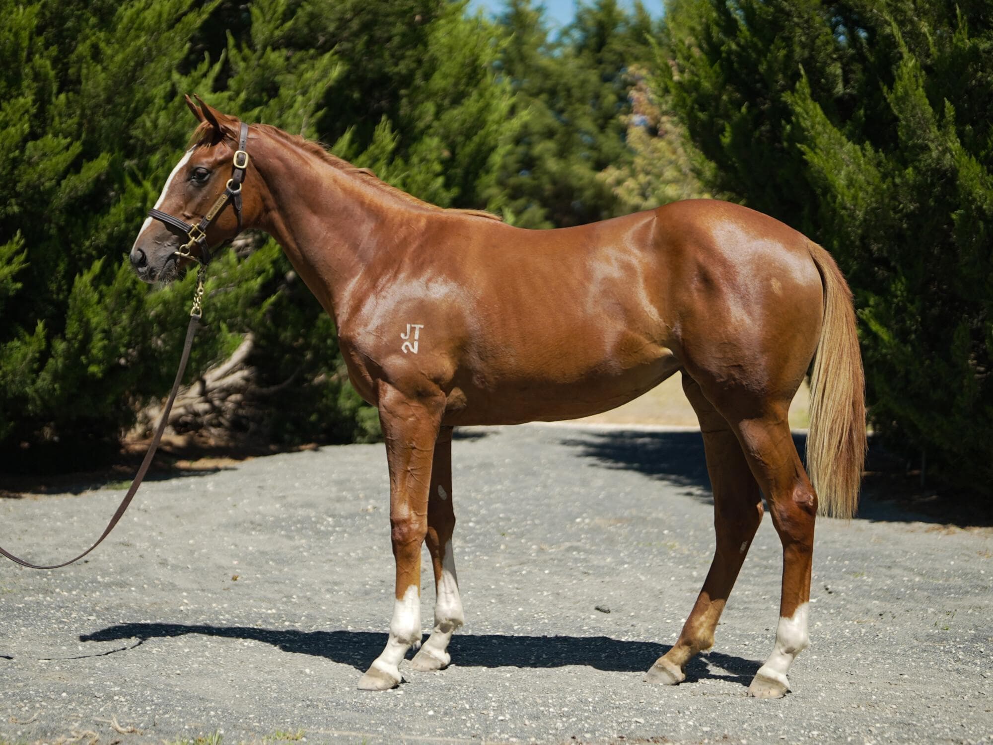 Trapeze Artist x Lone