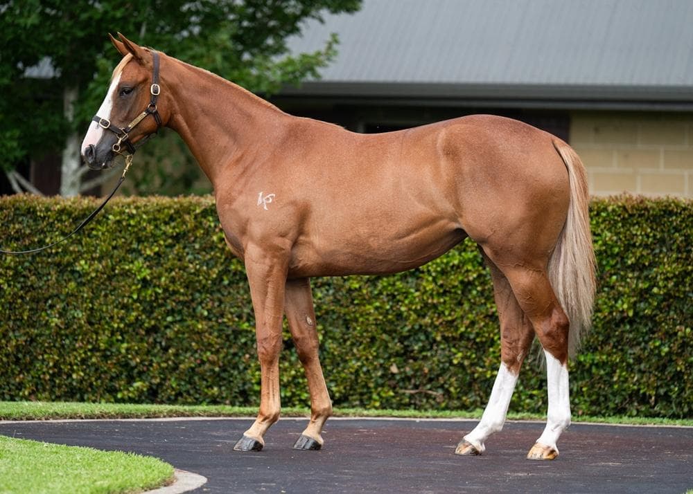 Trapeze Artist x She’s Brazen 22 Filly